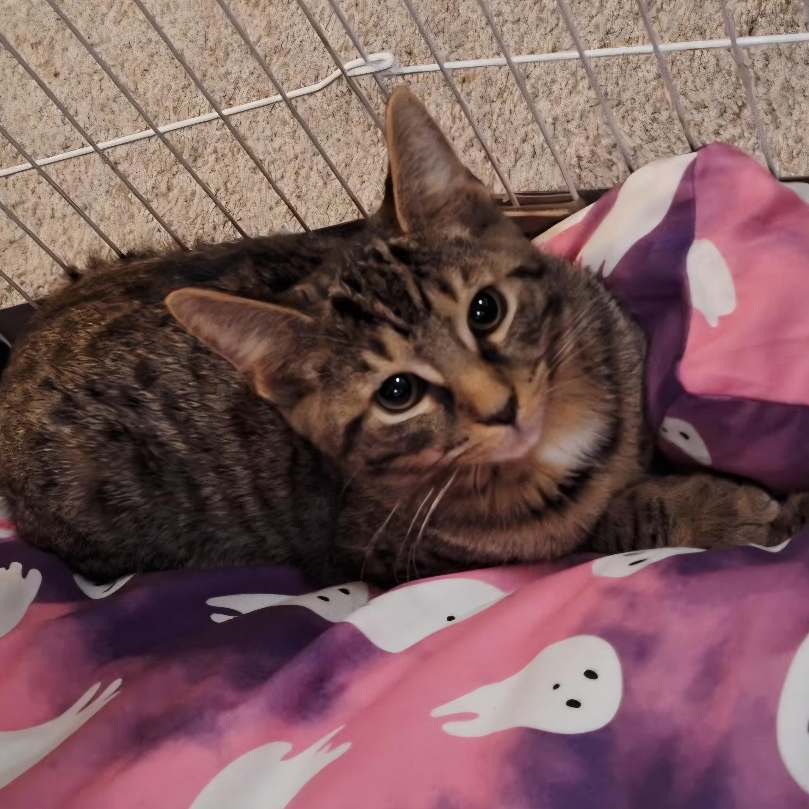 Enlarge Caramel Cone, a Adoptable Domestic Short Hair in Richmond, VA image 1/2