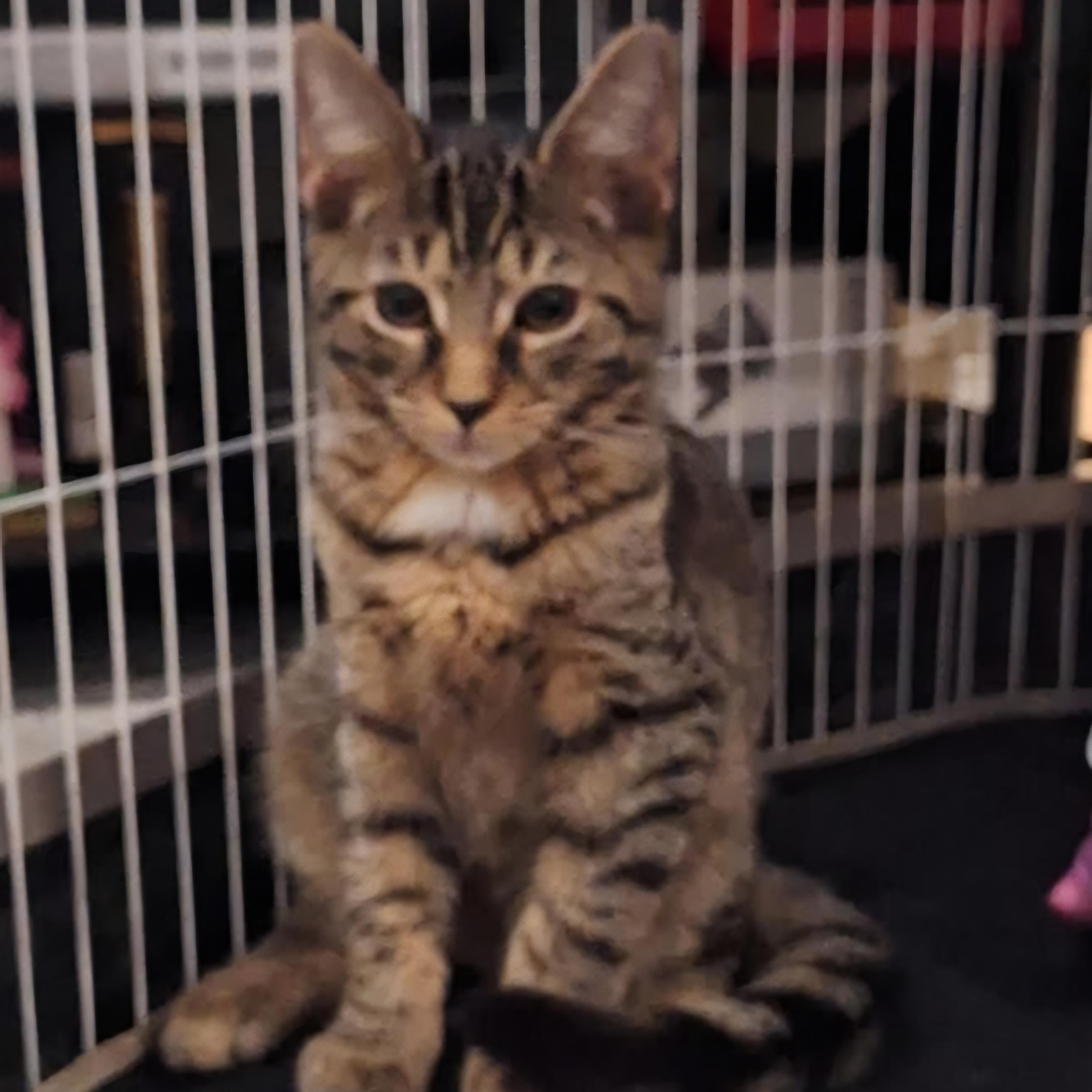 Enlarge Caramel Cone, a Adoptable Domestic Short Hair in Richmond, VA image 2/2
