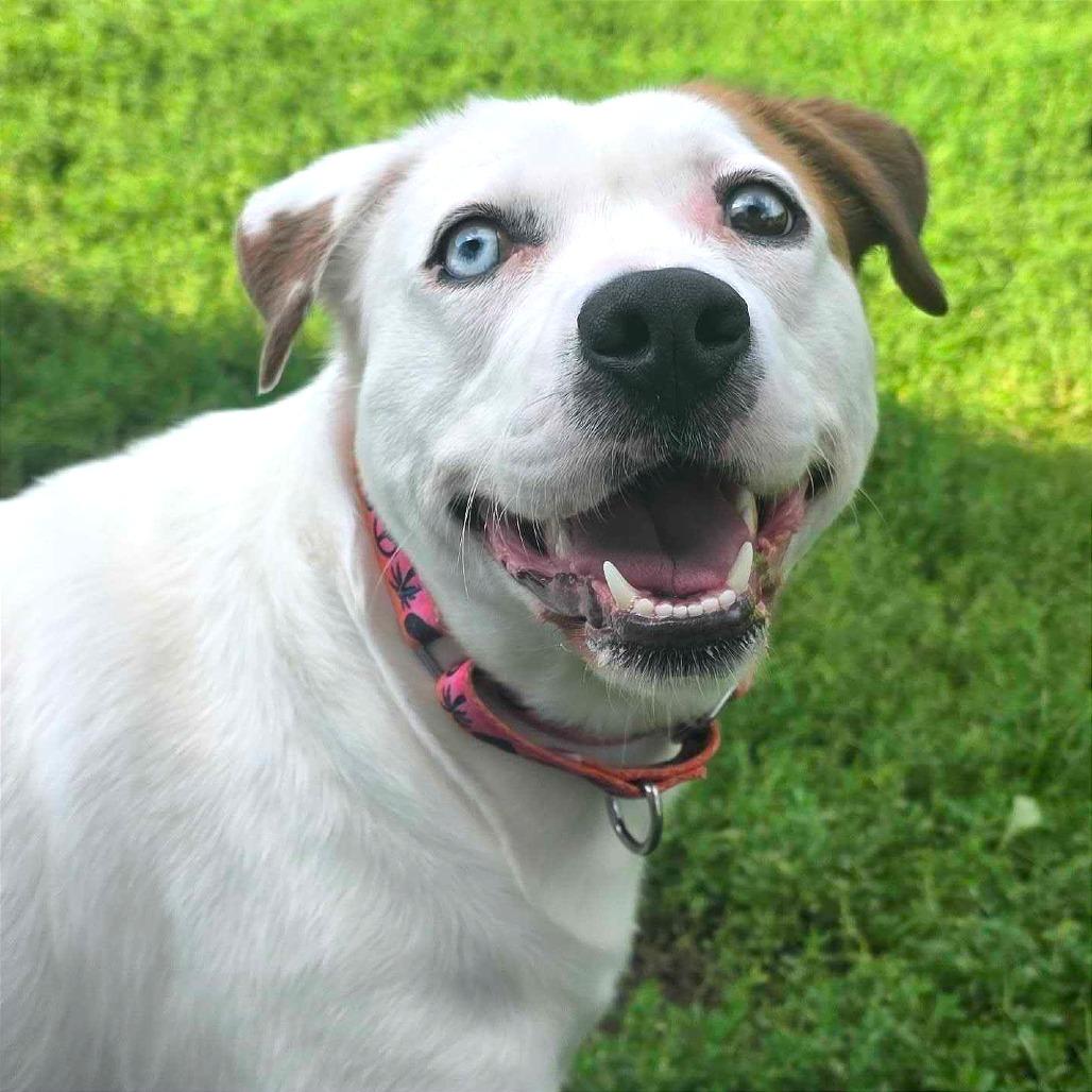 Enlarge Kiki, a Adoptable Mixed Breed in Owosso, MI image 1/6
