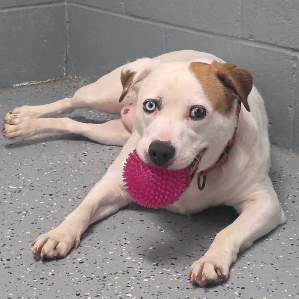 Enlarge Kiki, a Adoptable Mixed Breed in Owosso, MI image 2/6