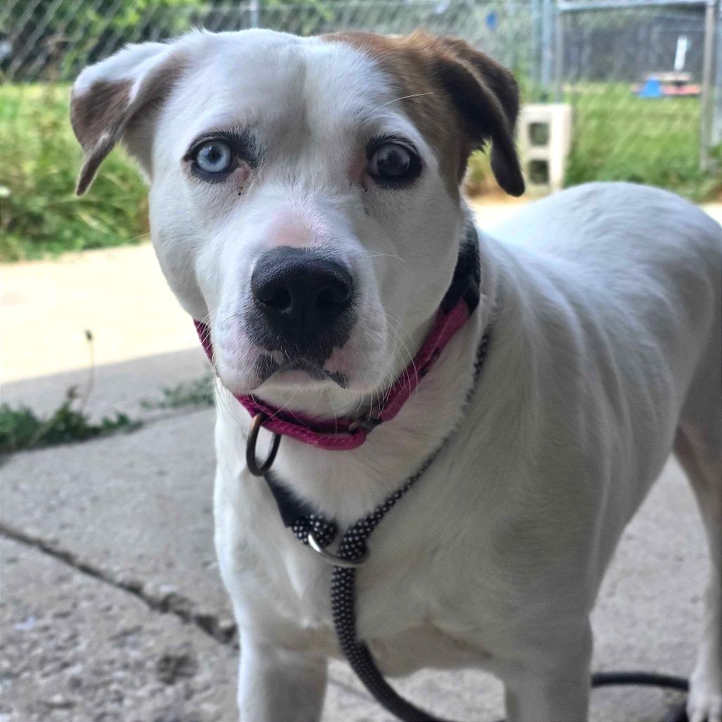 Enlarge Kiki, a Adoptable Mixed Breed in Owosso, MI image 3/6