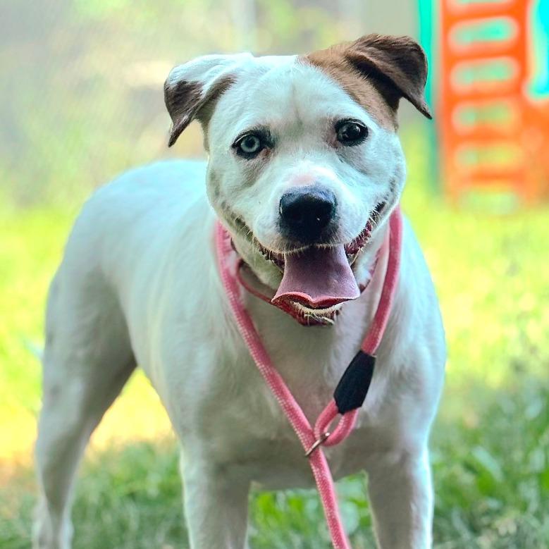 Enlarge Kiki, a Adoptable Mixed Breed in Owosso, MI image 4/6