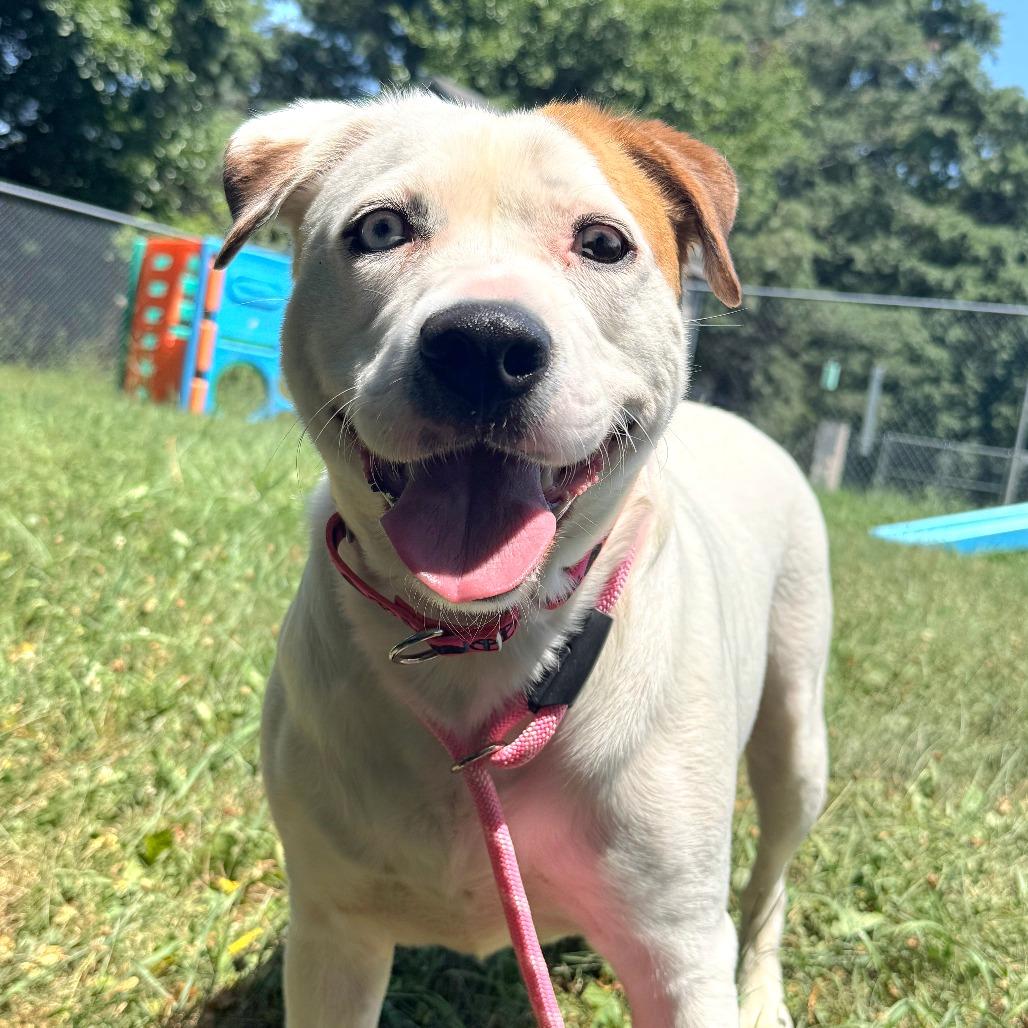 Enlarge Kiki, a Adoptable Mixed Breed in Owosso, MI image 5/6