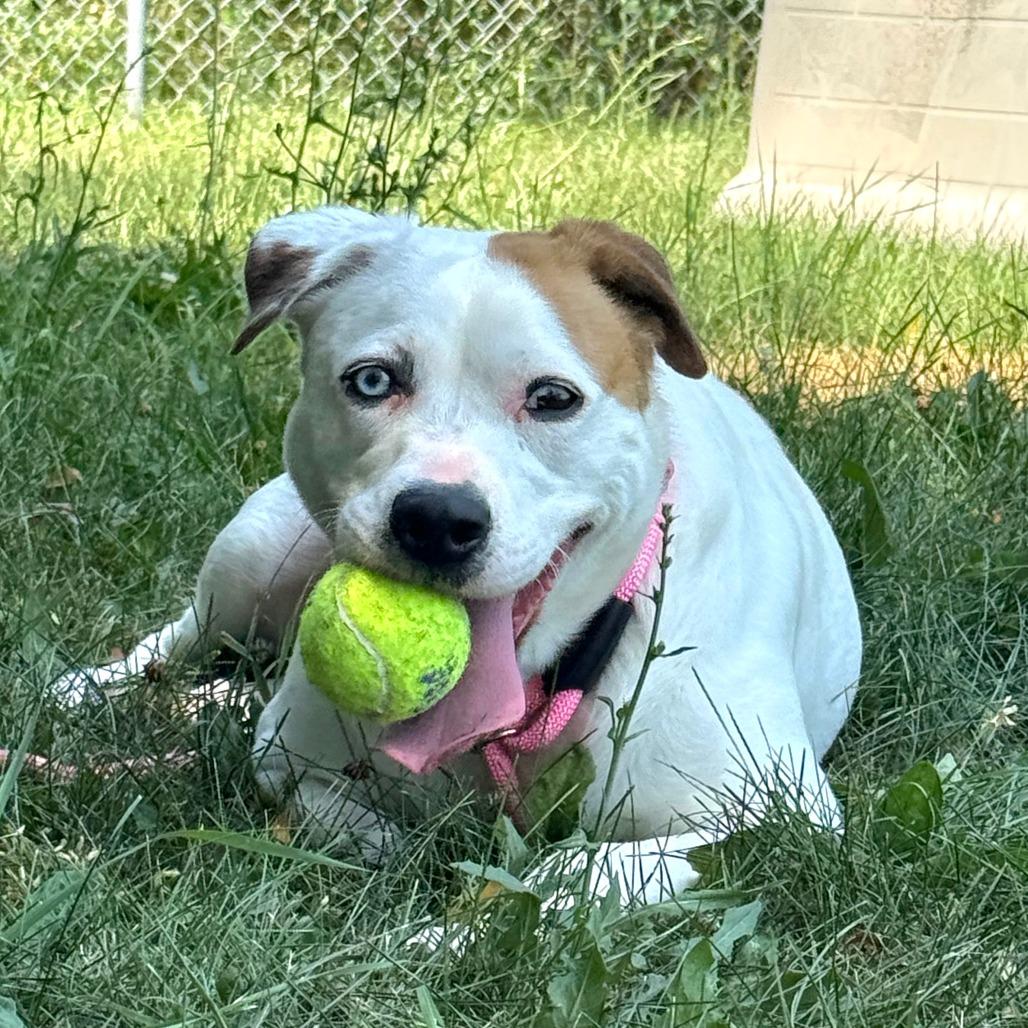 Enlarge Kiki, a Adoptable Mixed Breed in Owosso, MI image 6/6