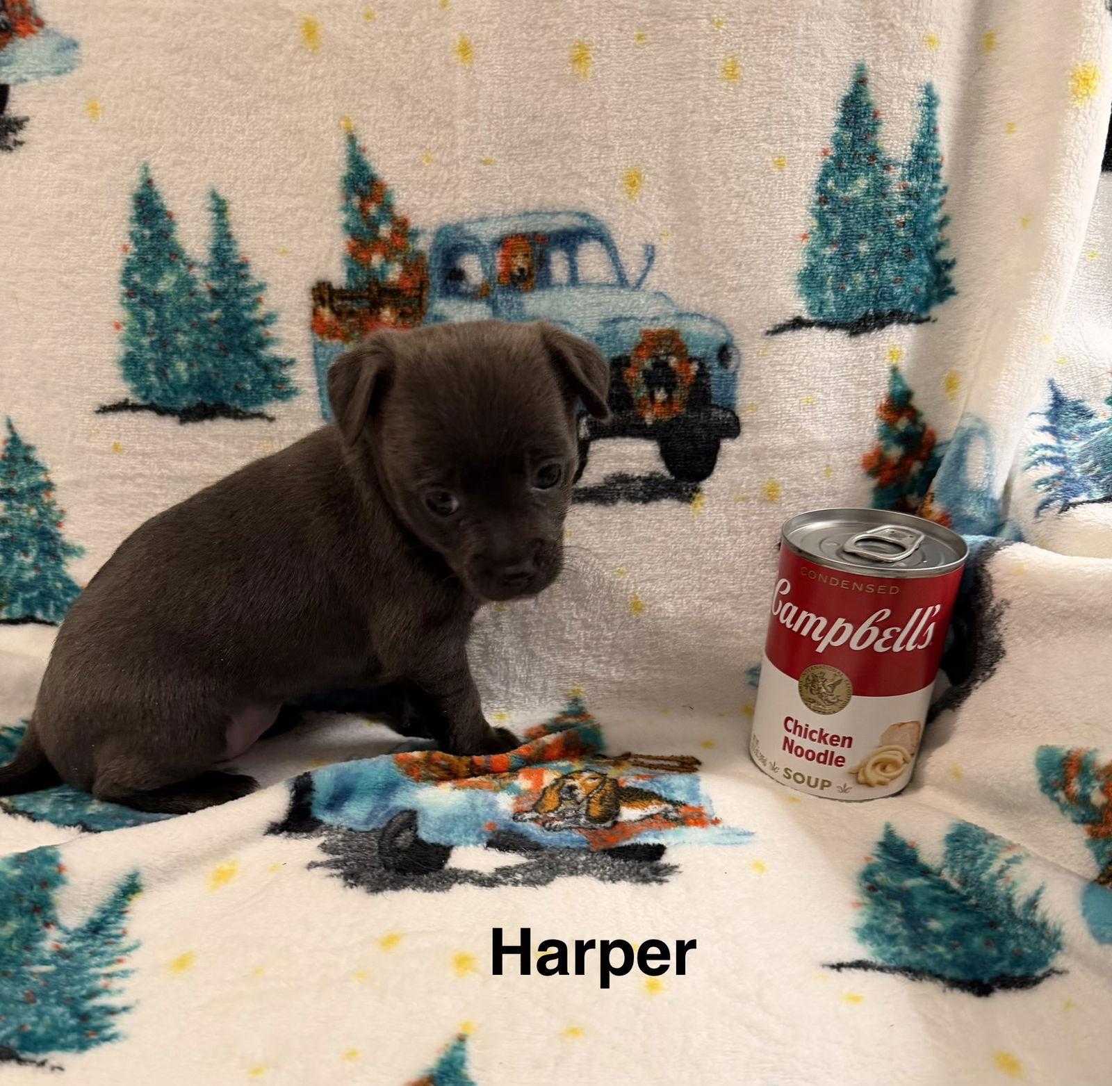 Harper, Adopted, Young Female Chihuahua.