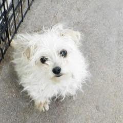 Twiggy, an adopted Terrier in Green Valley, AZ image 1/3