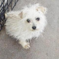 Twiggy, an adopted Terrier in Green Valley, AZ image 2/3