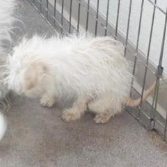 Twiggy, an adopted Terrier in Green Valley, AZ image 3/3