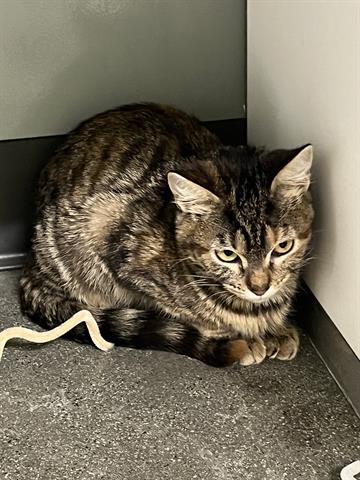 GRETEL, Adoptable, Young Female Domestic Short Hair.