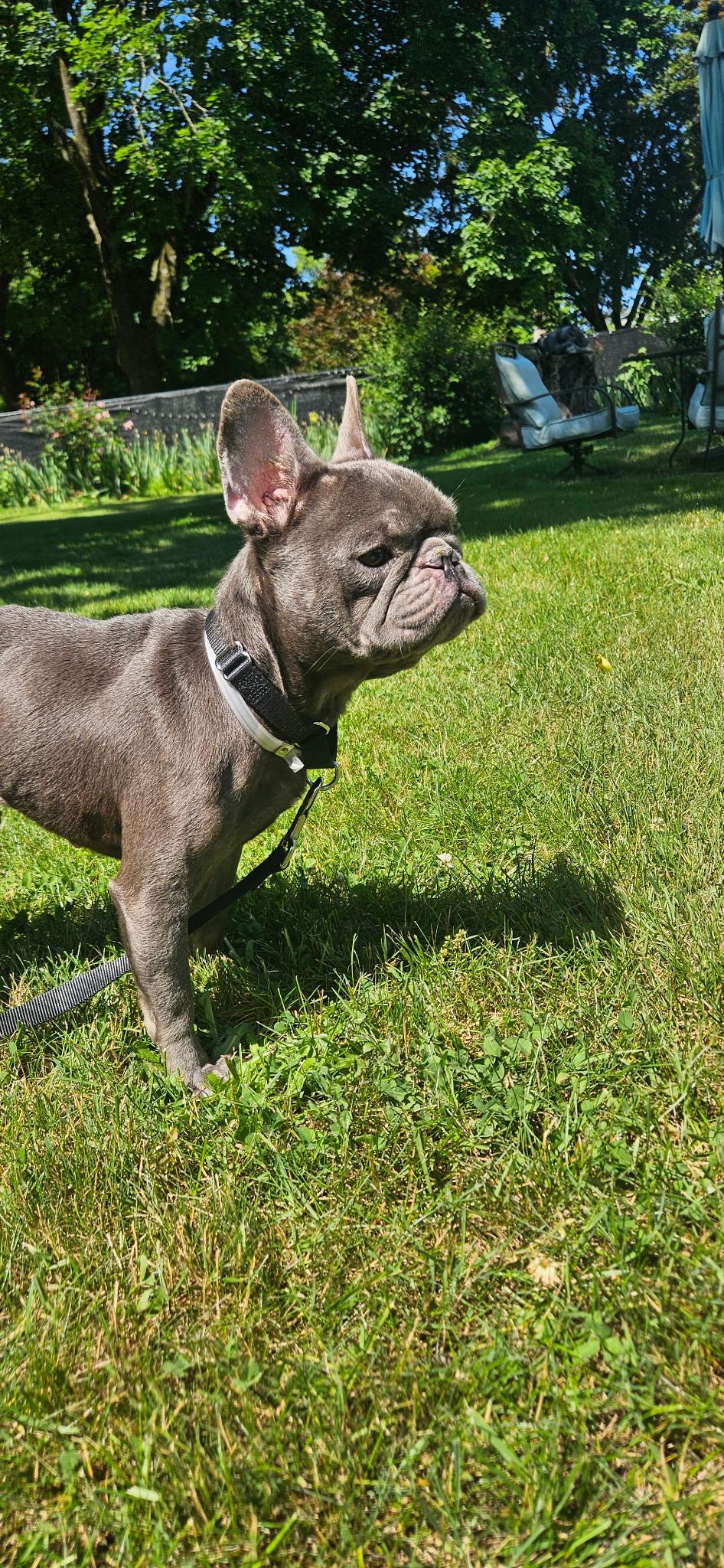 Kuzco, an adopted mixed breed in Berlin, NJ image 2/6