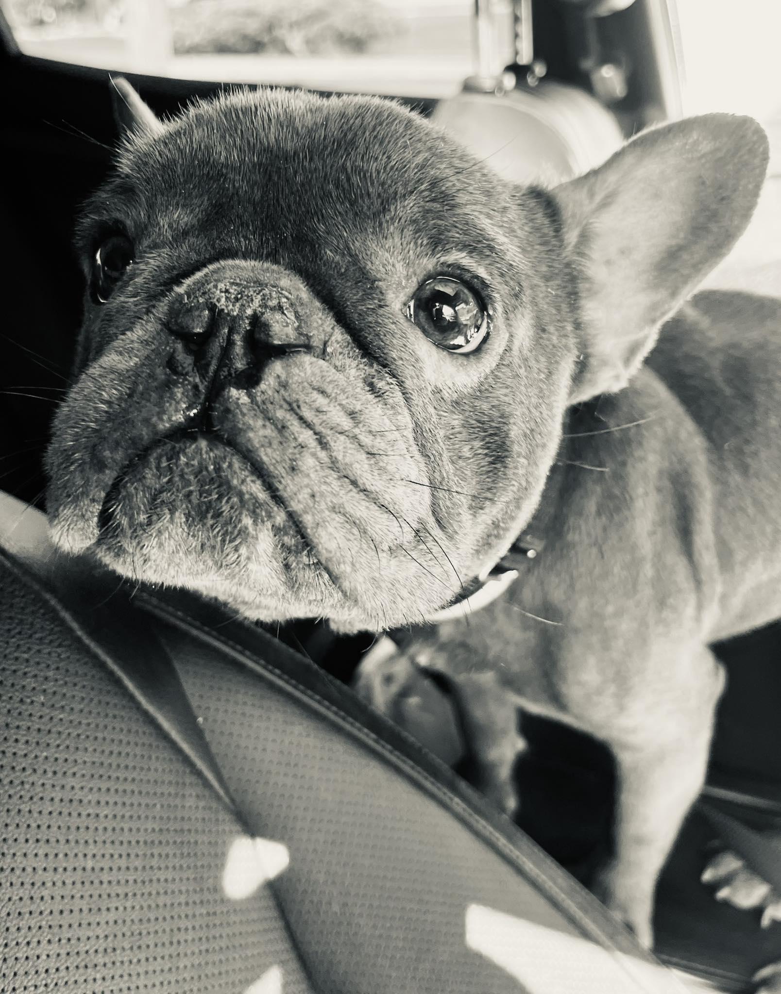 Kuzco, adopted, Adult Male French Bulldog.