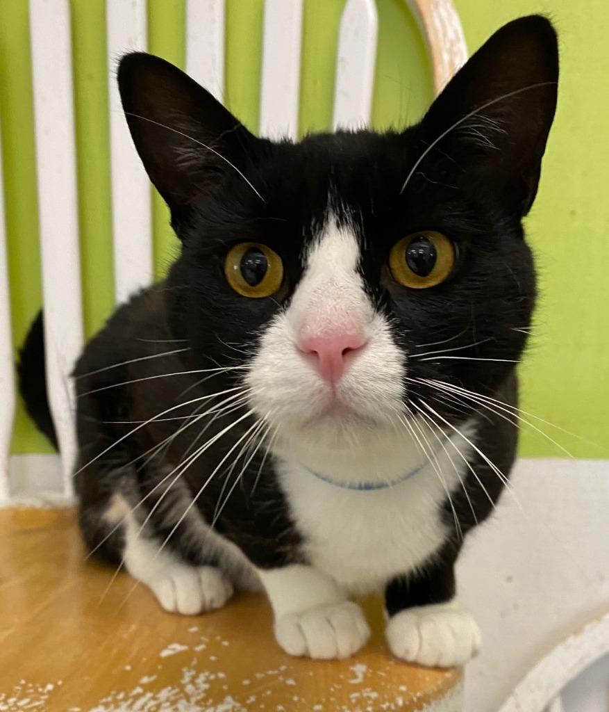 Enlarge TWINKIE, a Adoptable mixed breed in Lemoore, CA image 1/1