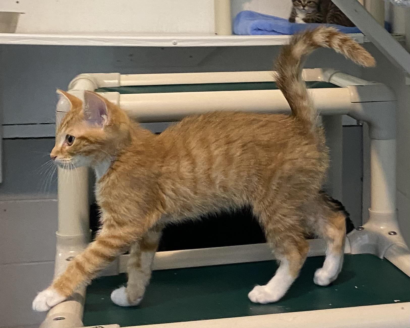 Noah, a ADOPTABLE Domestic Short Hair in Stanstead, QC image 2/3