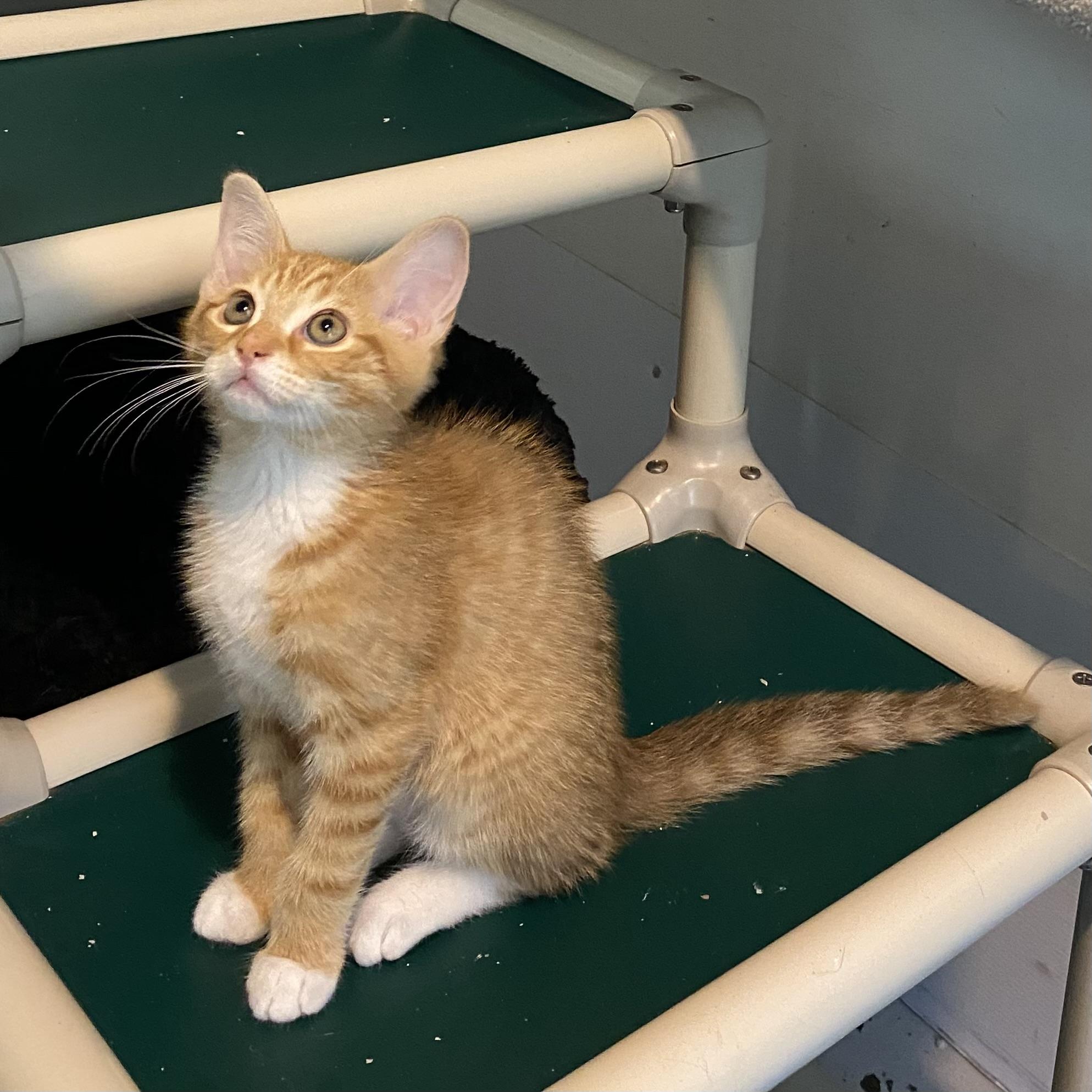Noah, a ADOPTABLE Domestic Short Hair in Stanstead, QC image 3/3