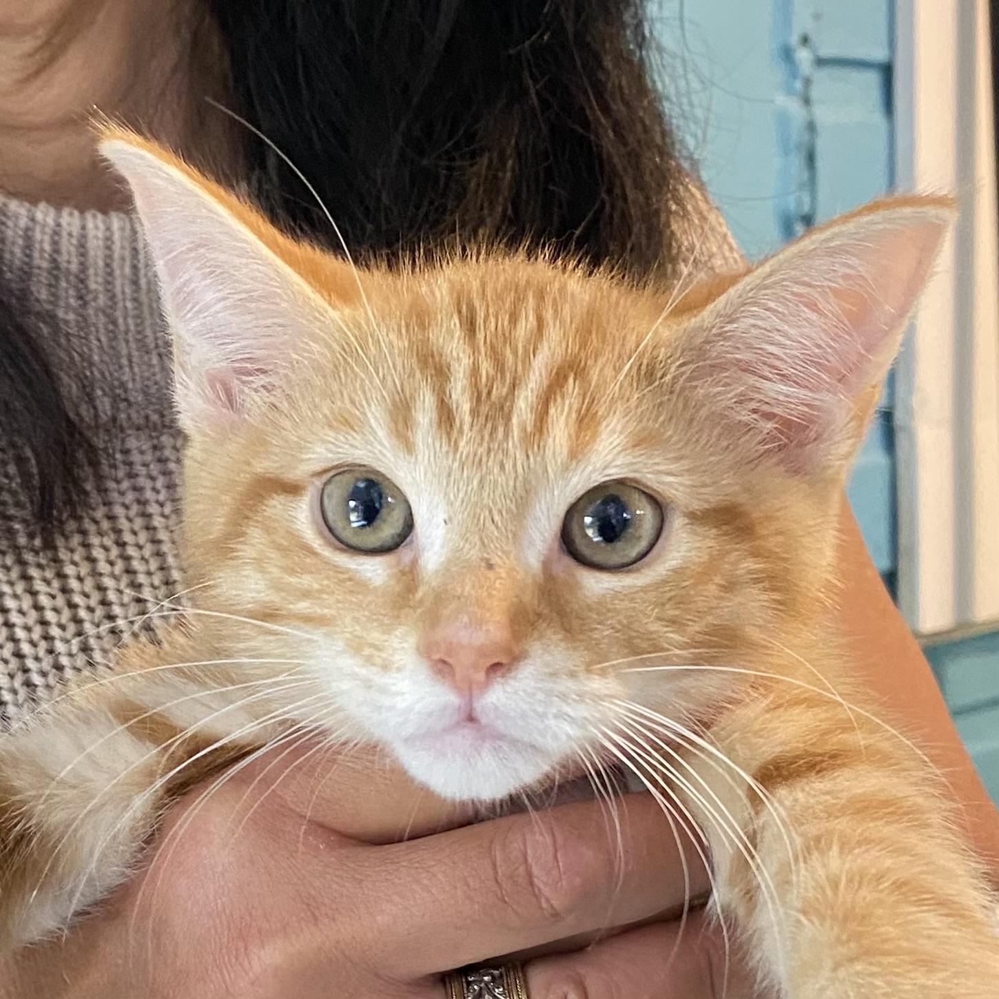 Noah, ADOPTABLE, Kitten Male Domestic Short Hair.