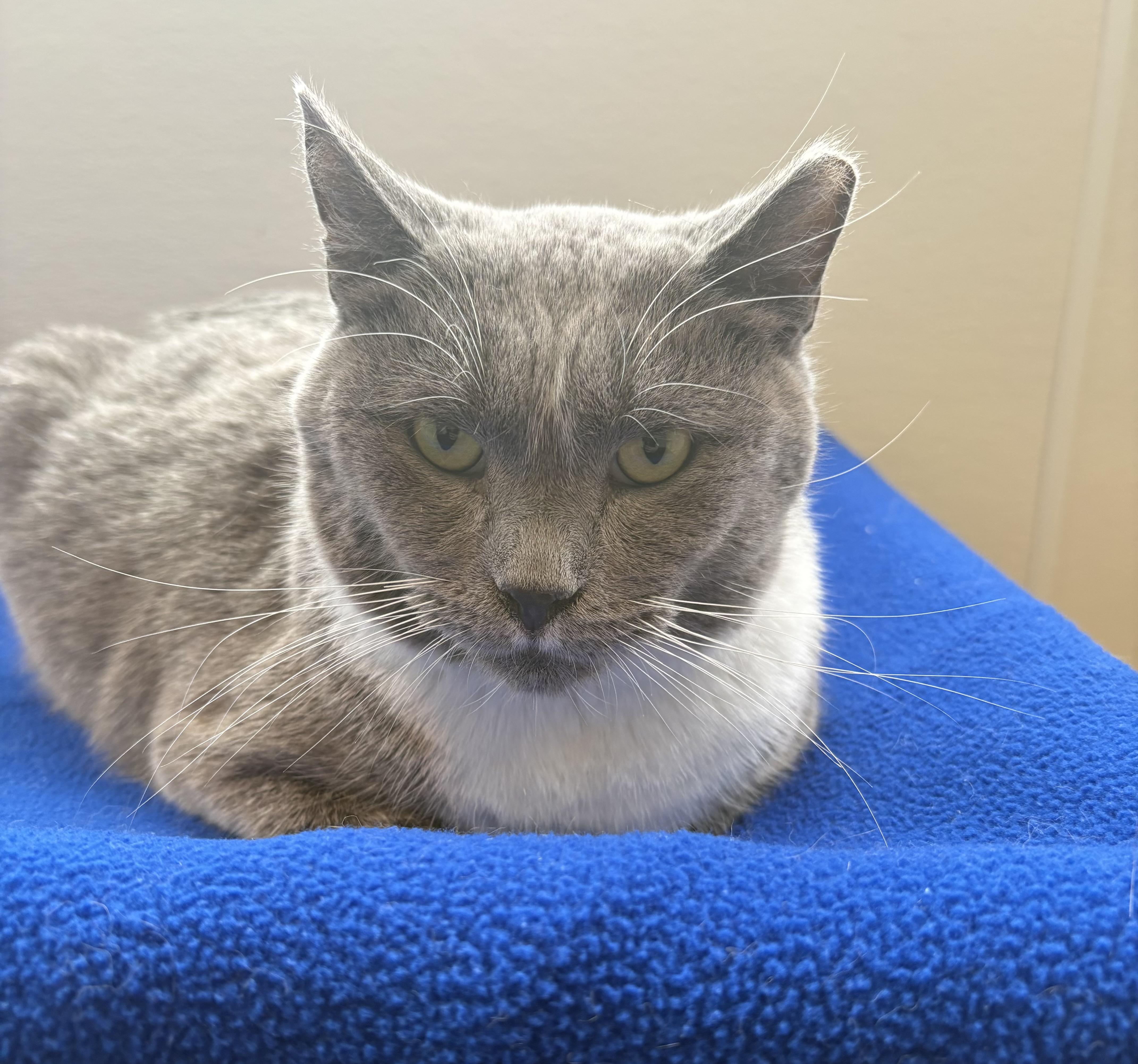 Enlarge Scaggs, a Adoptable Domestic Short Hair in Chicago, IL image 2/2