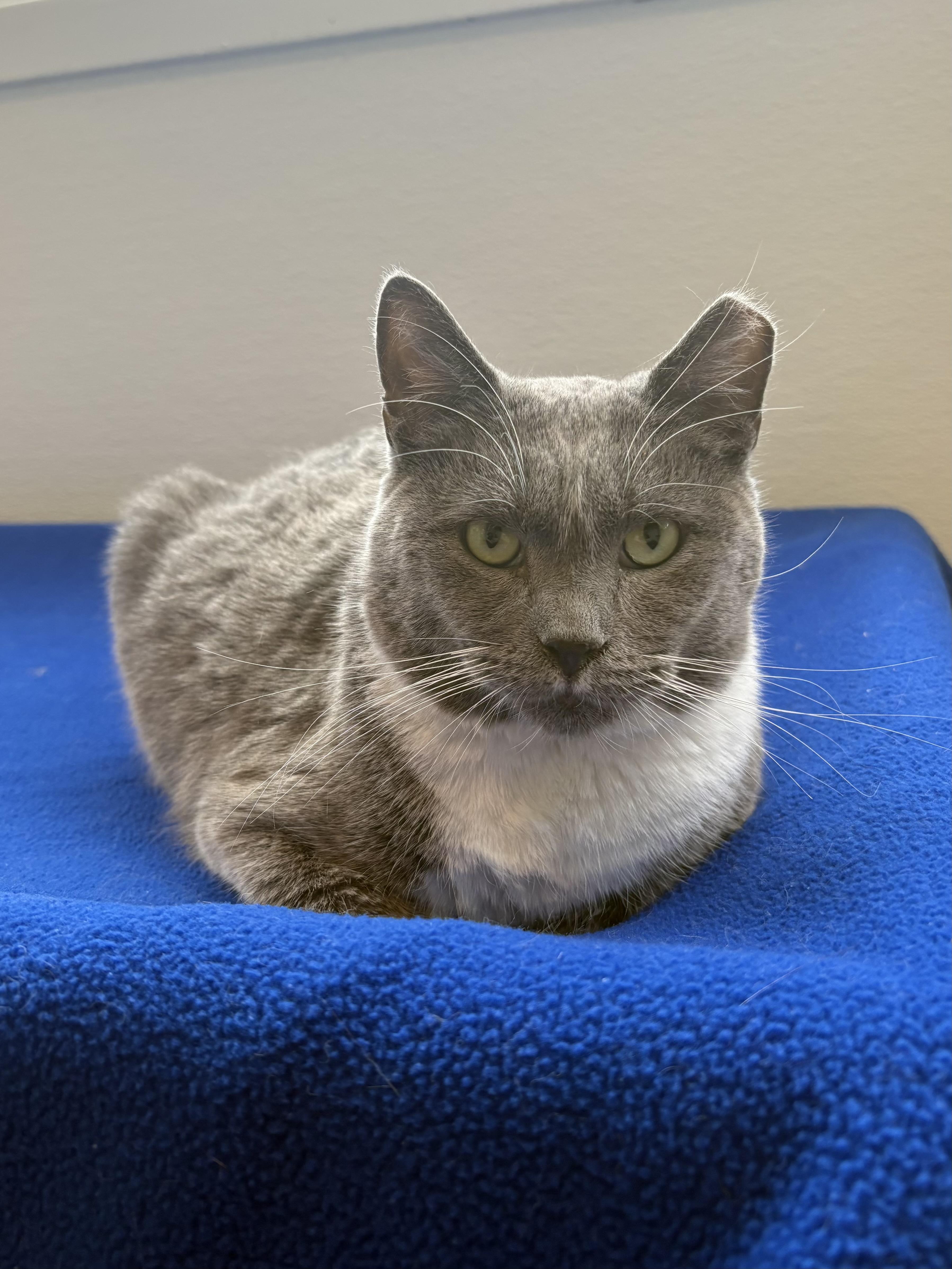 Enlarge Scaggs, a Adoptable Domestic Short Hair in Chicago, IL image 1/2