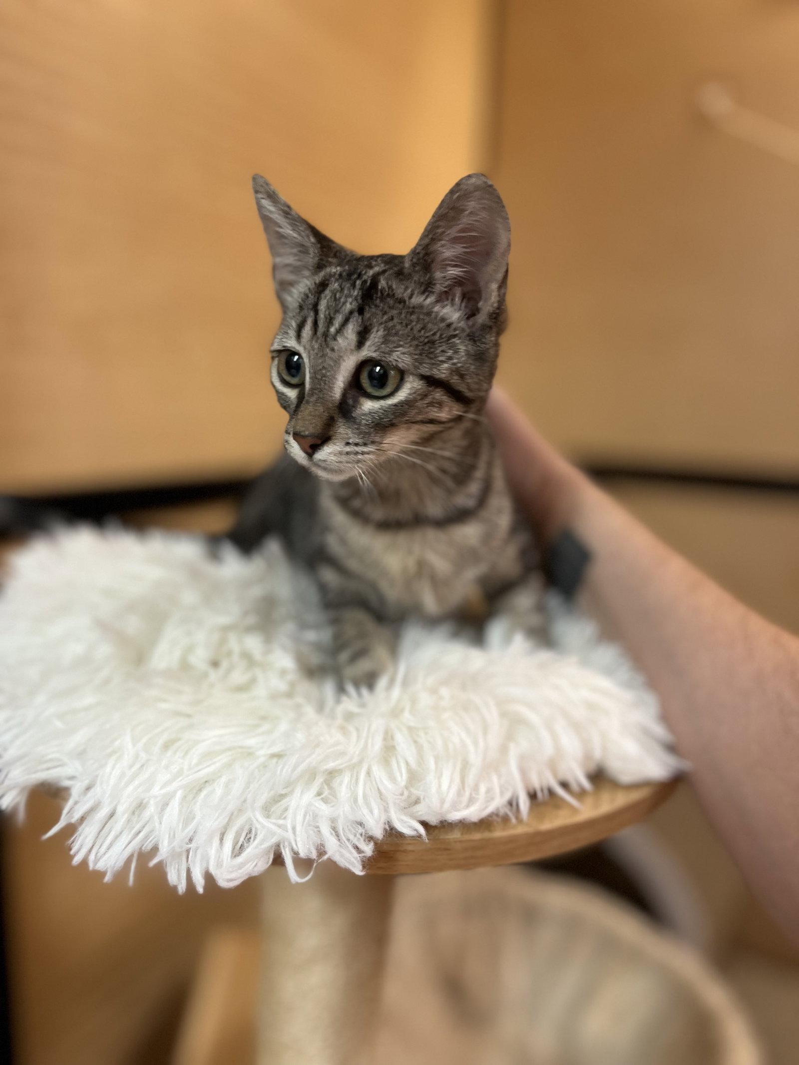Sheba, Adoptable, Young Female Domestic Short Hair & Bengal.