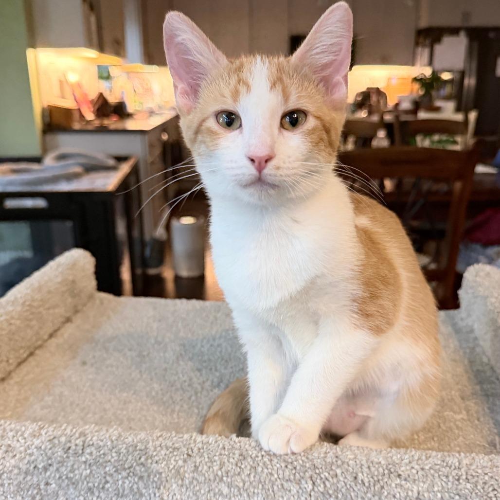 Enlarge Baby Spice, a Adoptable Domestic Short Hair in Marion, IA image 1/2