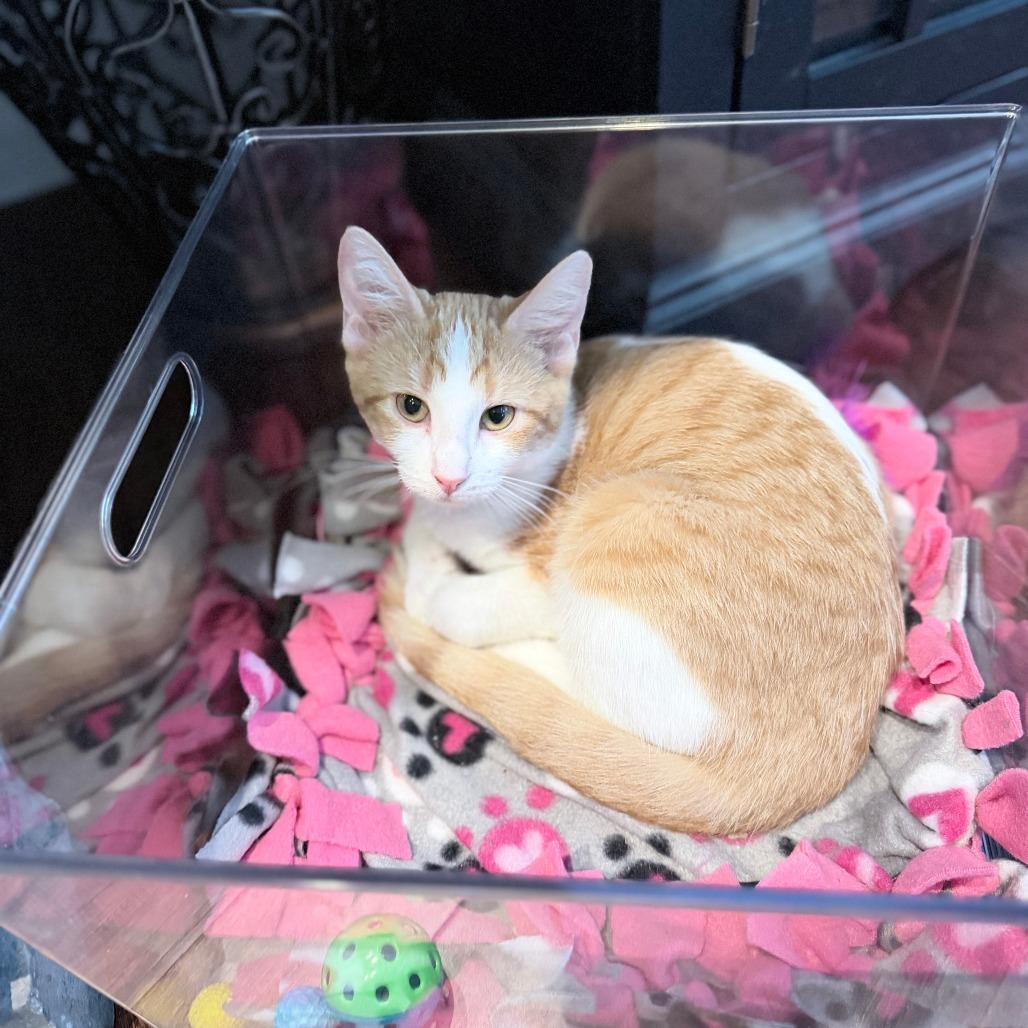 Enlarge Baby Spice, a Adoptable Domestic Short Hair in Marion, IA image 2/2