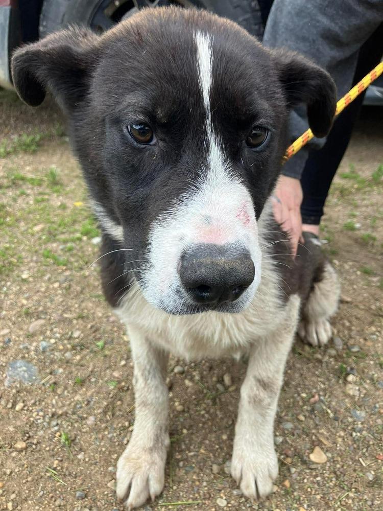 Randy, Adoptable, Puppy Male Shepherd & Mixed Breed.