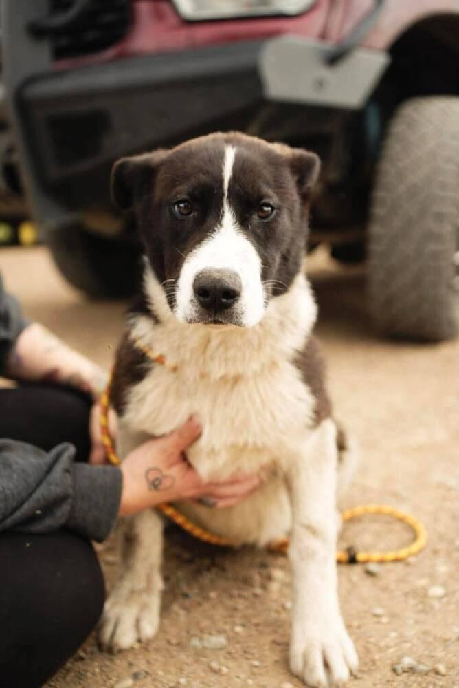 Randy, a Adoptable mixed breed in Calgary, AB image 2/3