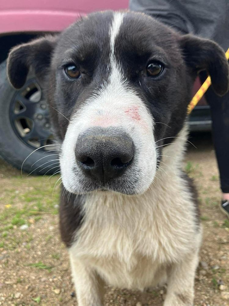 Randy, a Adoptable mixed breed in Calgary, AB image 3/3
