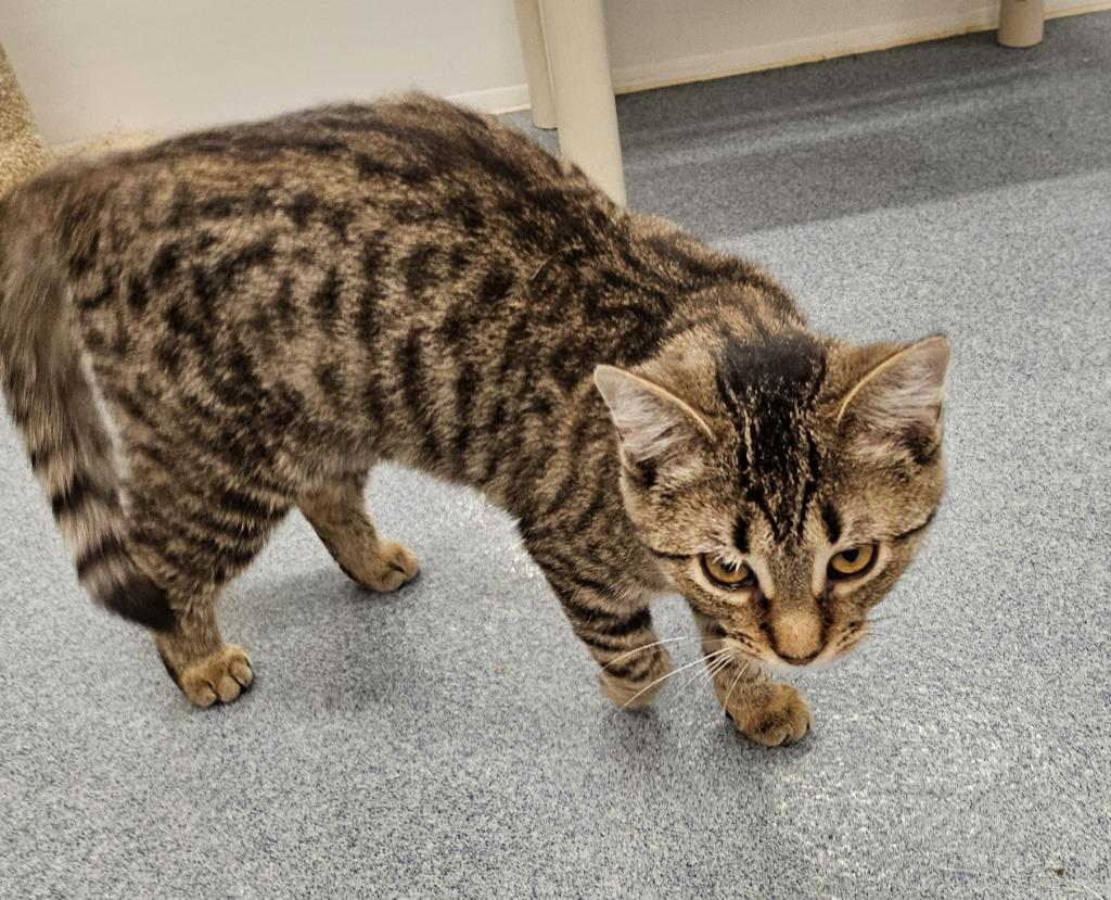 Dakota, a Adoptable mixed breed in Portland, IN image 2/6