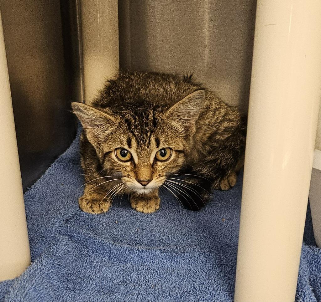 Dakota, a Adoptable mixed breed in Portland, IN image 4/6