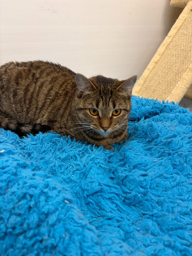 Dakota, a Adoptable mixed breed in Portland, IN image 5/6