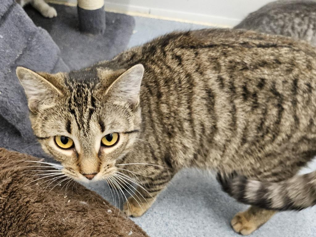 Dakota, a Adoptable mixed breed in Portland, IN image 6/6