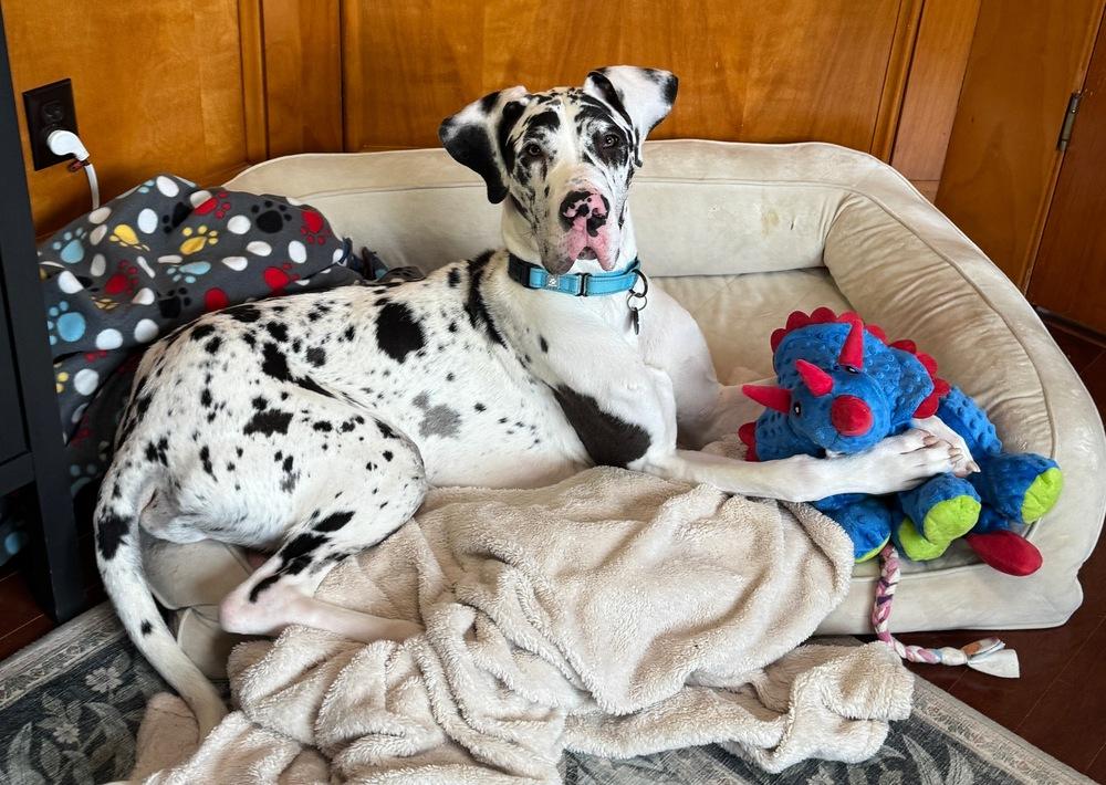Mikey, Adoptable, Adult Male Great Dane.