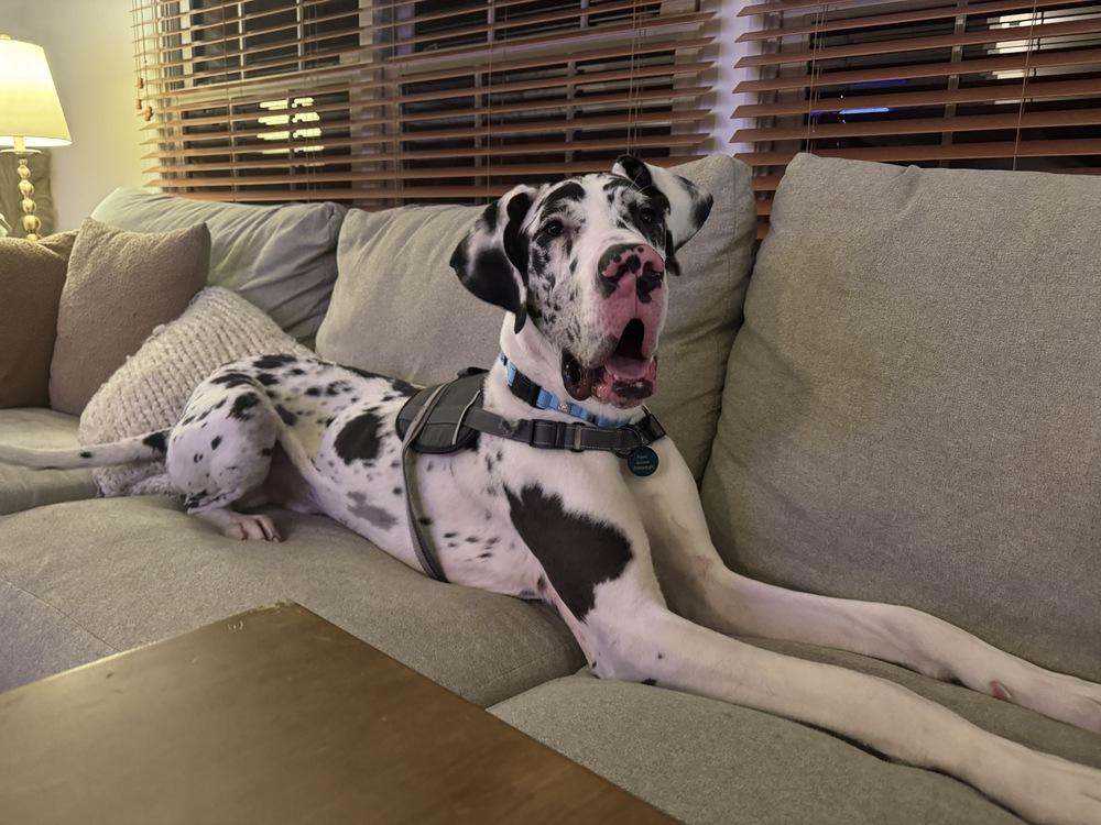 Enlarge Mikey, a Adoptable Great Dane in Springdale, PA image 2/5