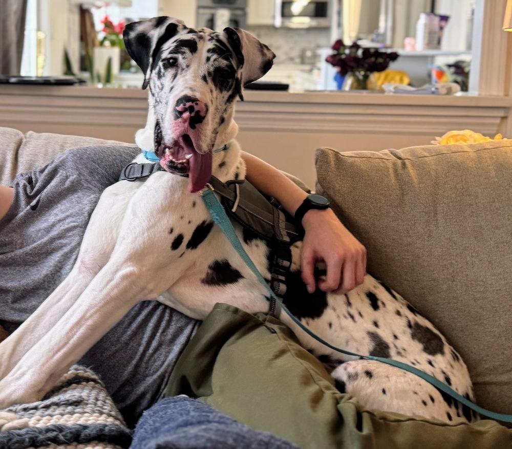 Mikey, Adoptable, Adult Male Great Dane.