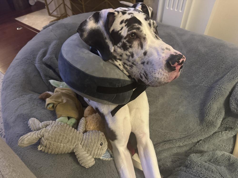 Enlarge Mikey, a Adoptable Great Dane in Springdale, PA image 4/5