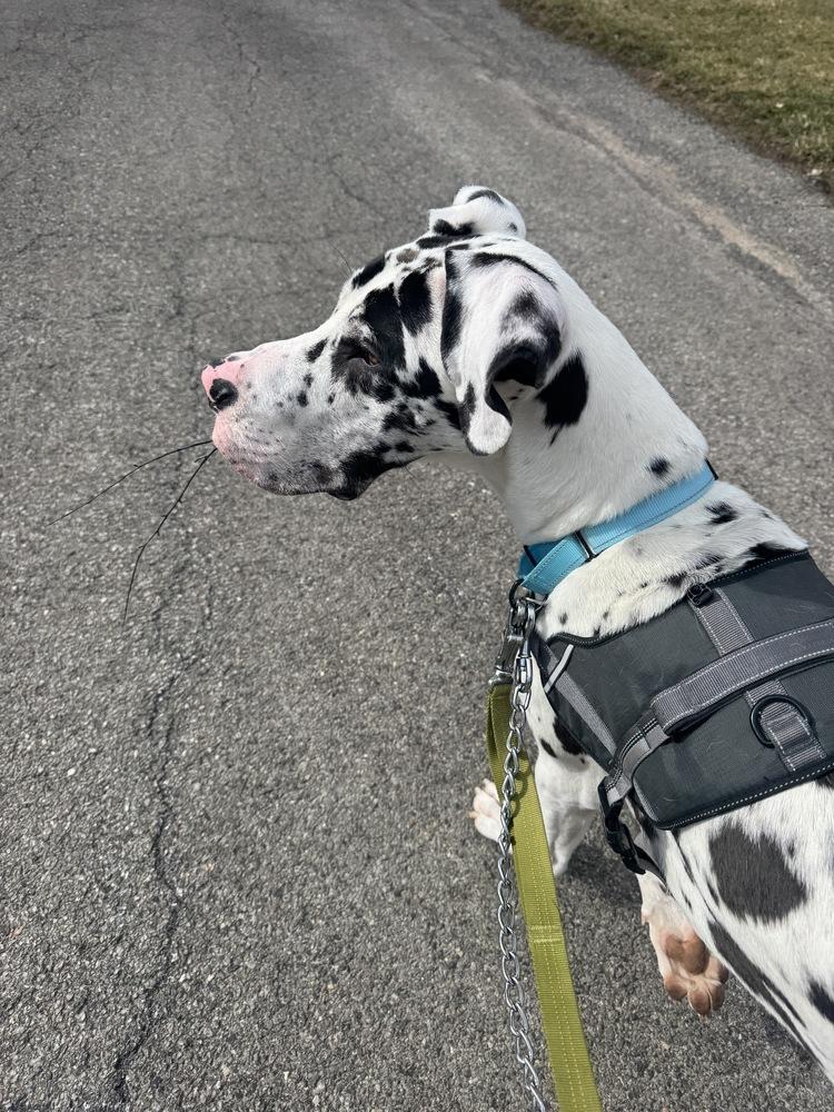 Enlarge Mikey, a Adoptable Great Dane in Springdale, PA image 5/5