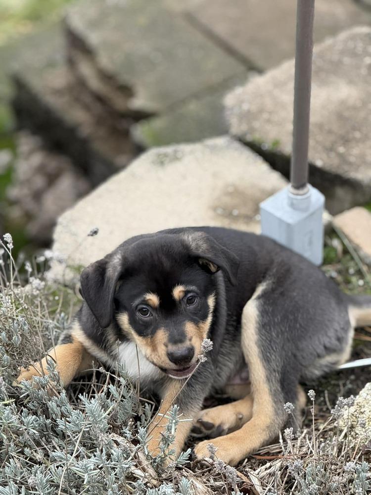Enlarge Lewis, a Adoptable mixed breed in Rathdrum, ID image 1/4