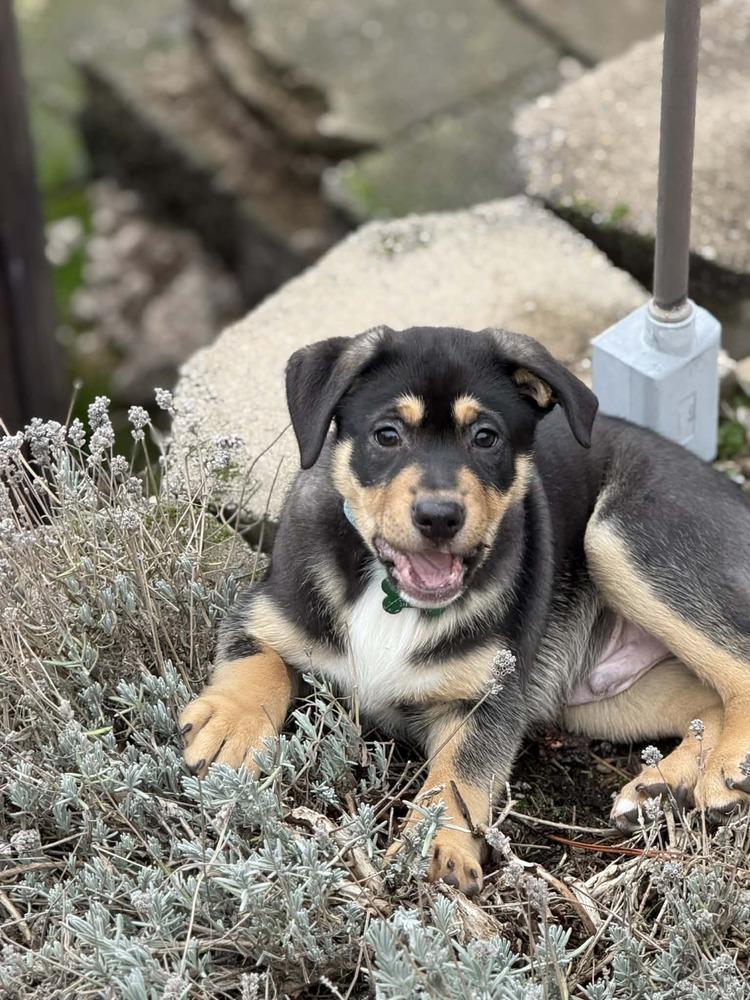 Enlarge Lewis, a Adoptable mixed breed in Rathdrum, ID image 3/4