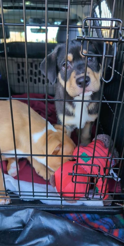 Enlarge Lewis, a Adoptable mixed breed in Rathdrum, ID image 4/4