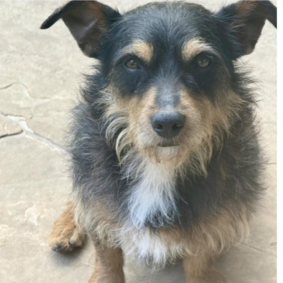 Enlarge PENNY LANE, a Adoptable mixed breed in glastonbury, CT image 1/6