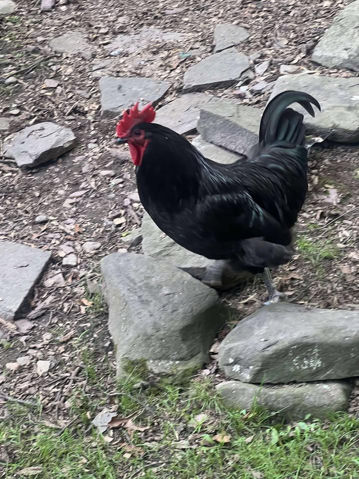 **Panda & Tiny** (Together or Separate), a Adoptable Chicken in LAKE ARIEL, PA image 1/3