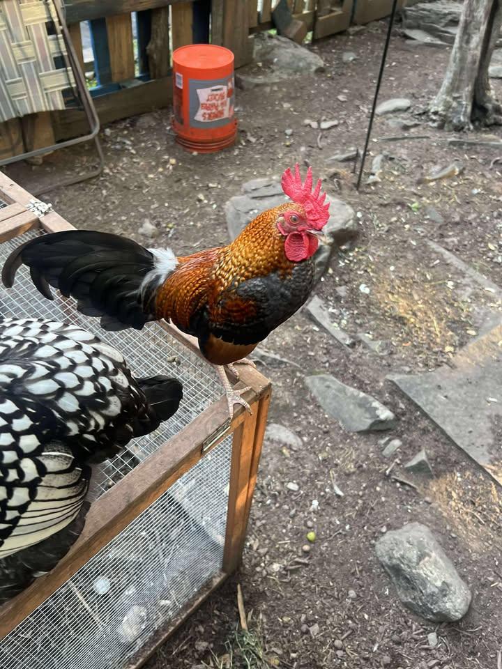 **Panda & Tiny** (Together or Separate), a Adoptable Chicken in LAKE ARIEL, PA image 2/3