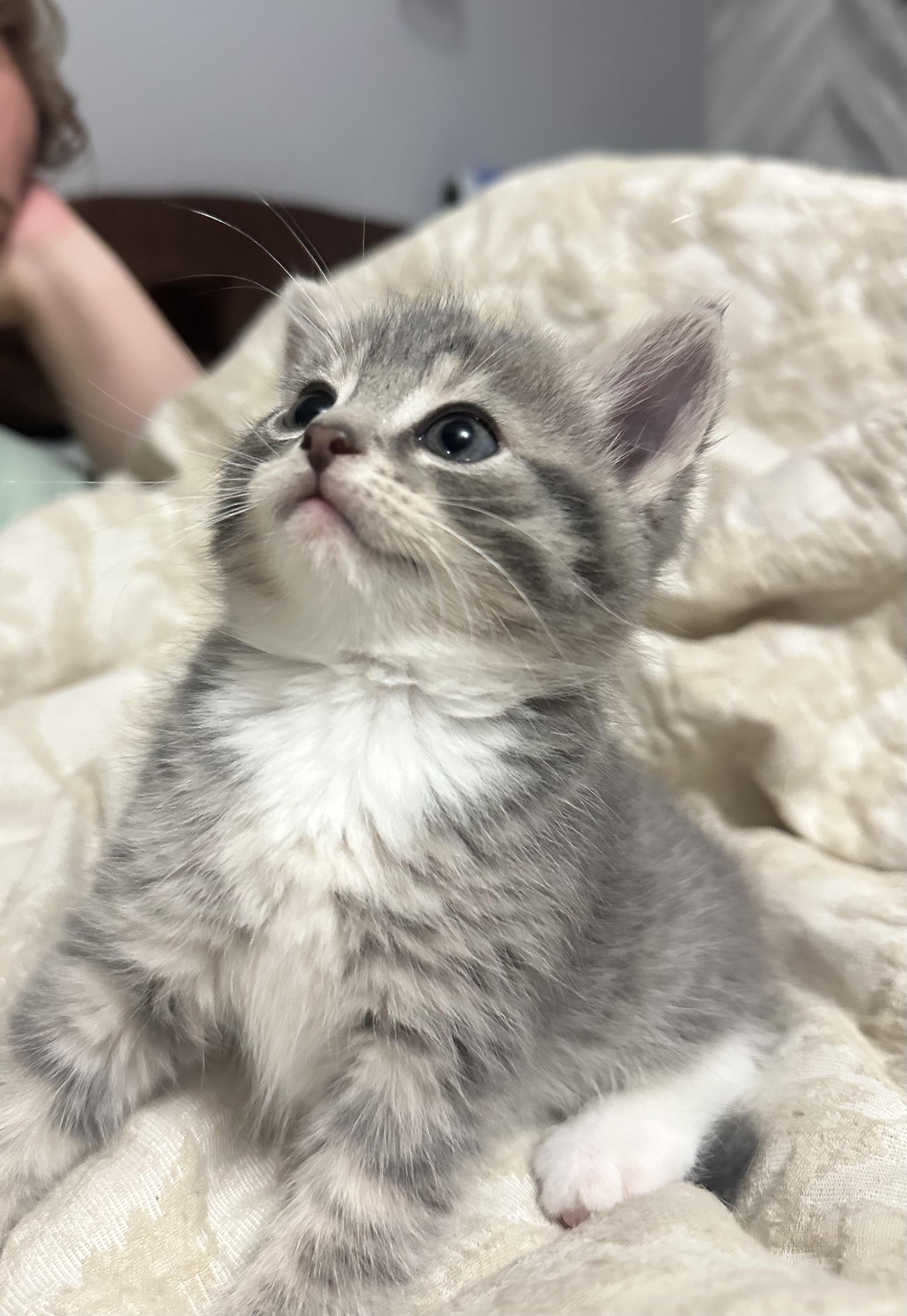 Brandy, Adoptable, Kitten Female Domestic Short Hair.