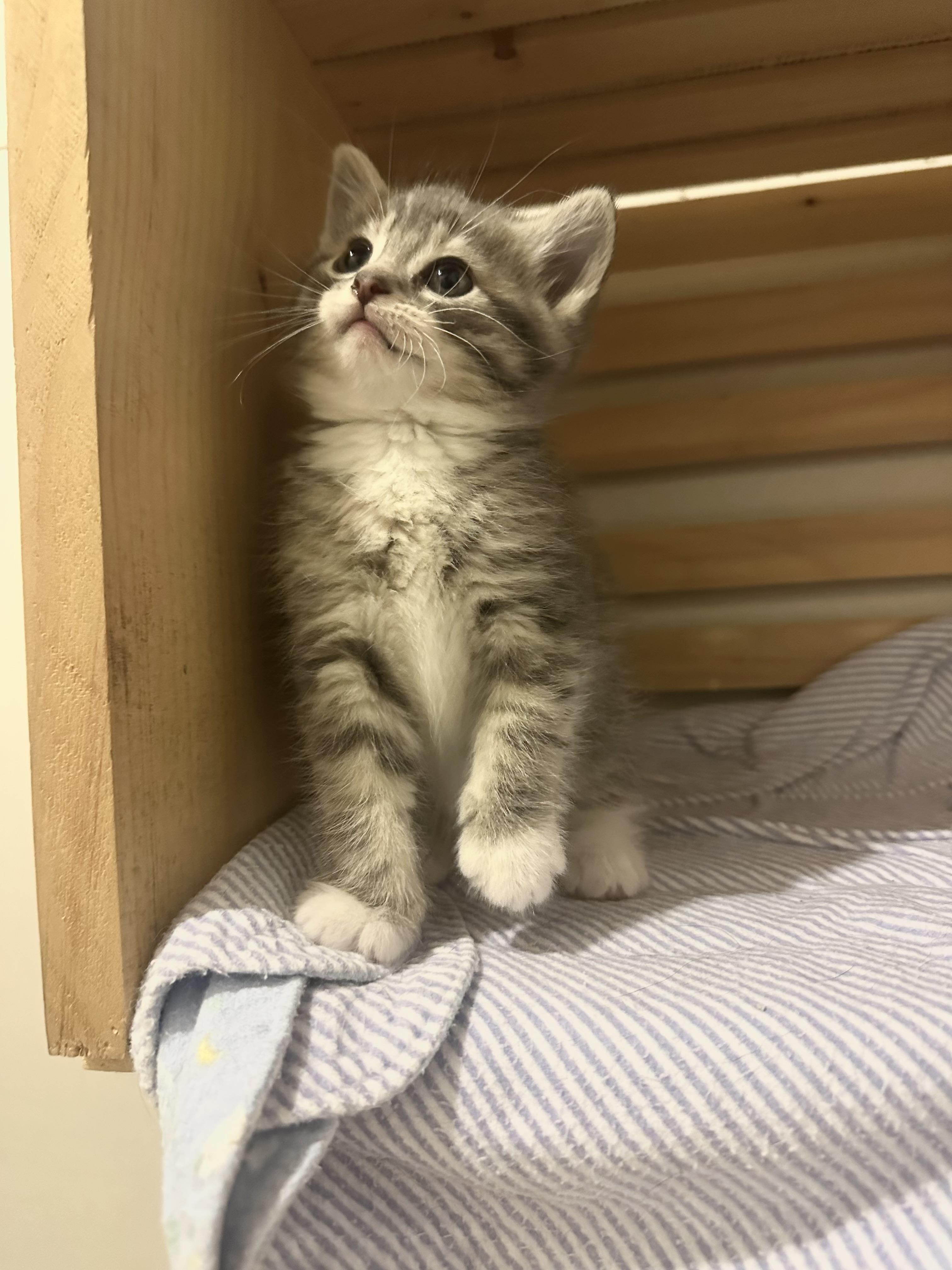 Enlarge Brandy, a Adopted Domestic Short Hair in Wakefield, QC image 2/6