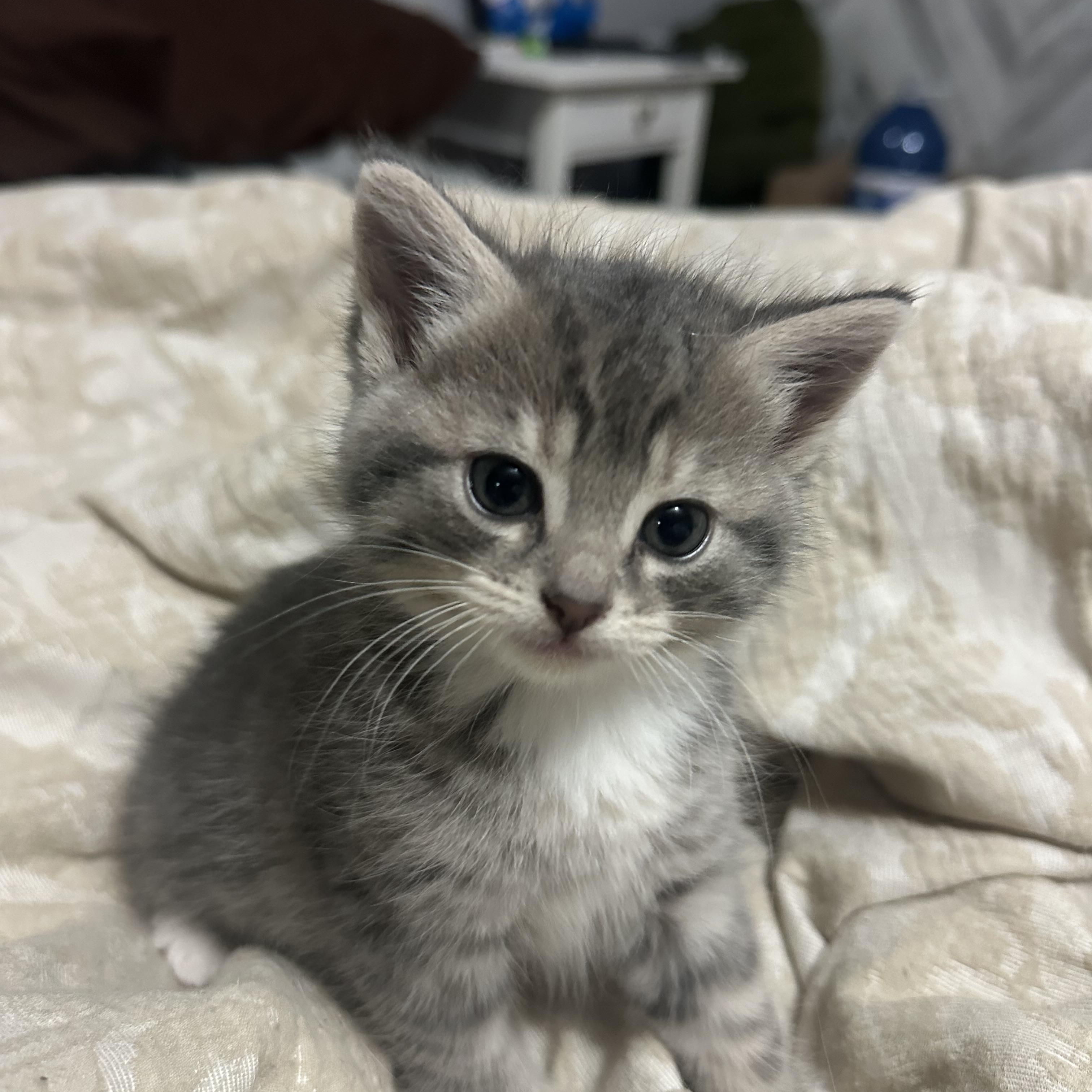 Enlarge Brandy, a Adopted Domestic Short Hair in Wakefield, QC image 5/6