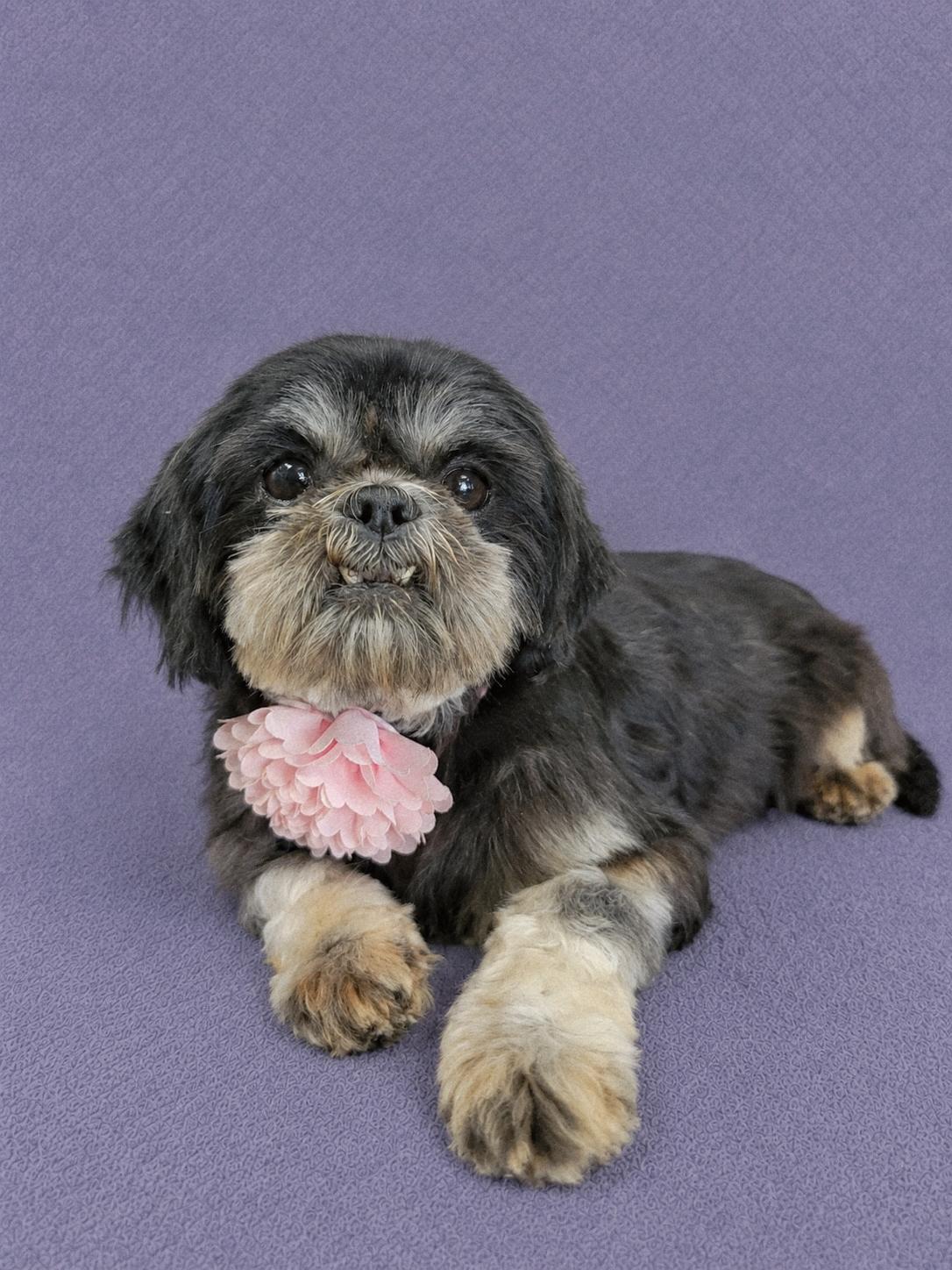 Bubbles, an adopted Shih Tzu in Lodi, CA image 6/6
