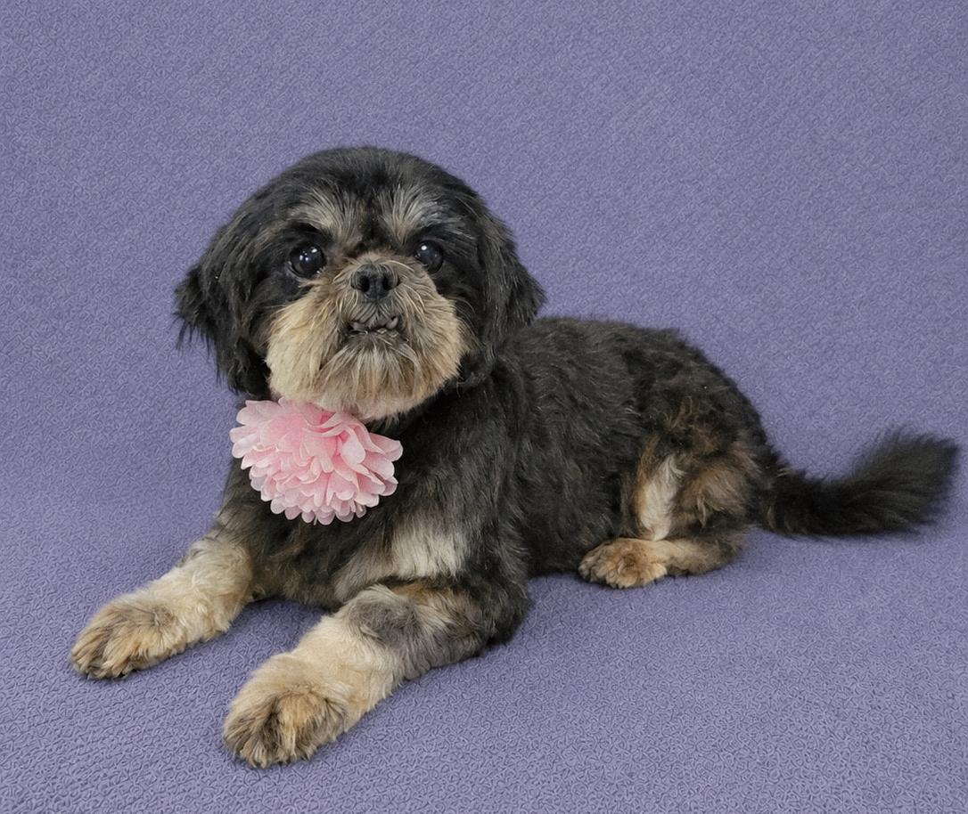 Bubbles, an adopted Shih Tzu in Lodi, CA image 3/6