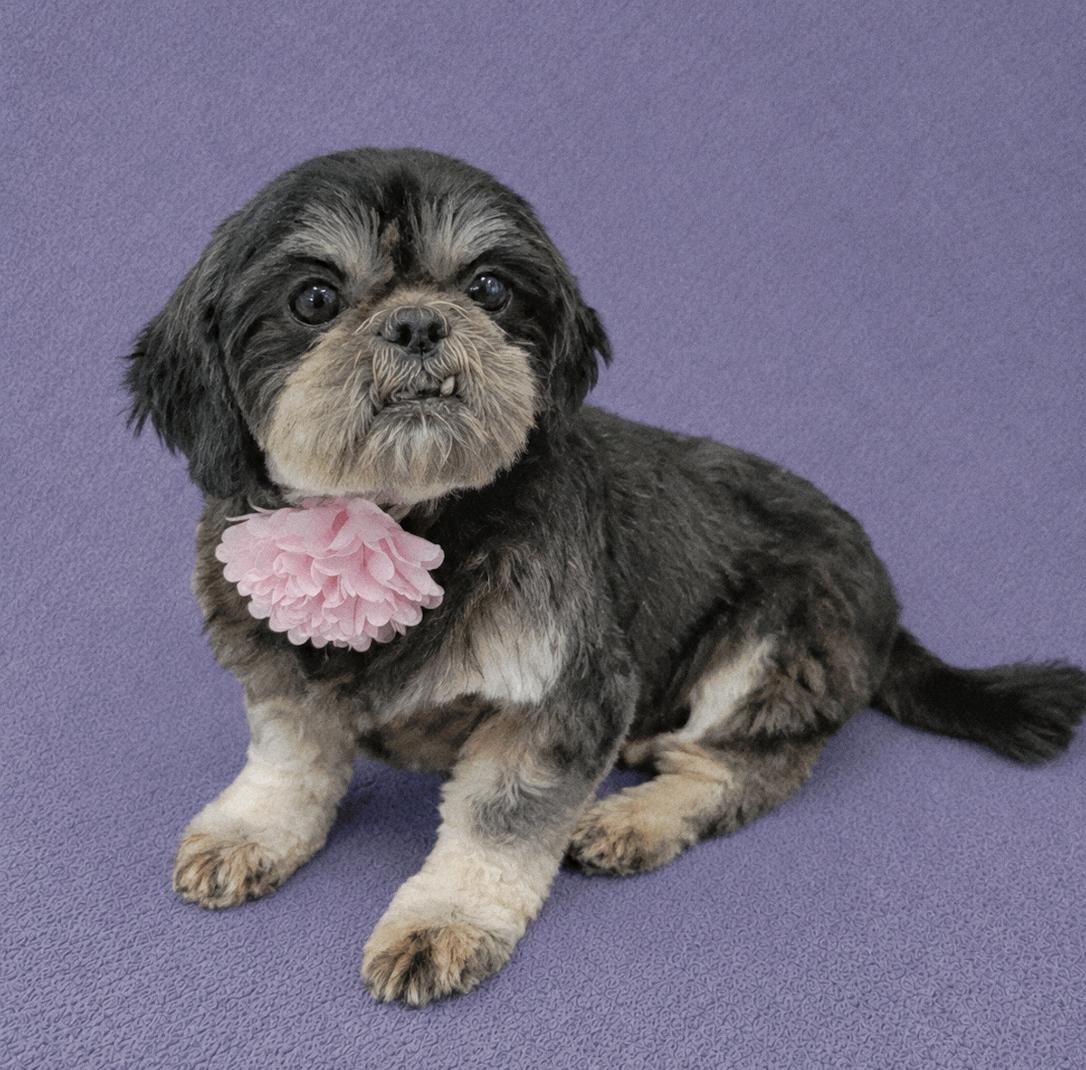Bubbles, an adopted Shih Tzu in Lodi, CA image 2/6