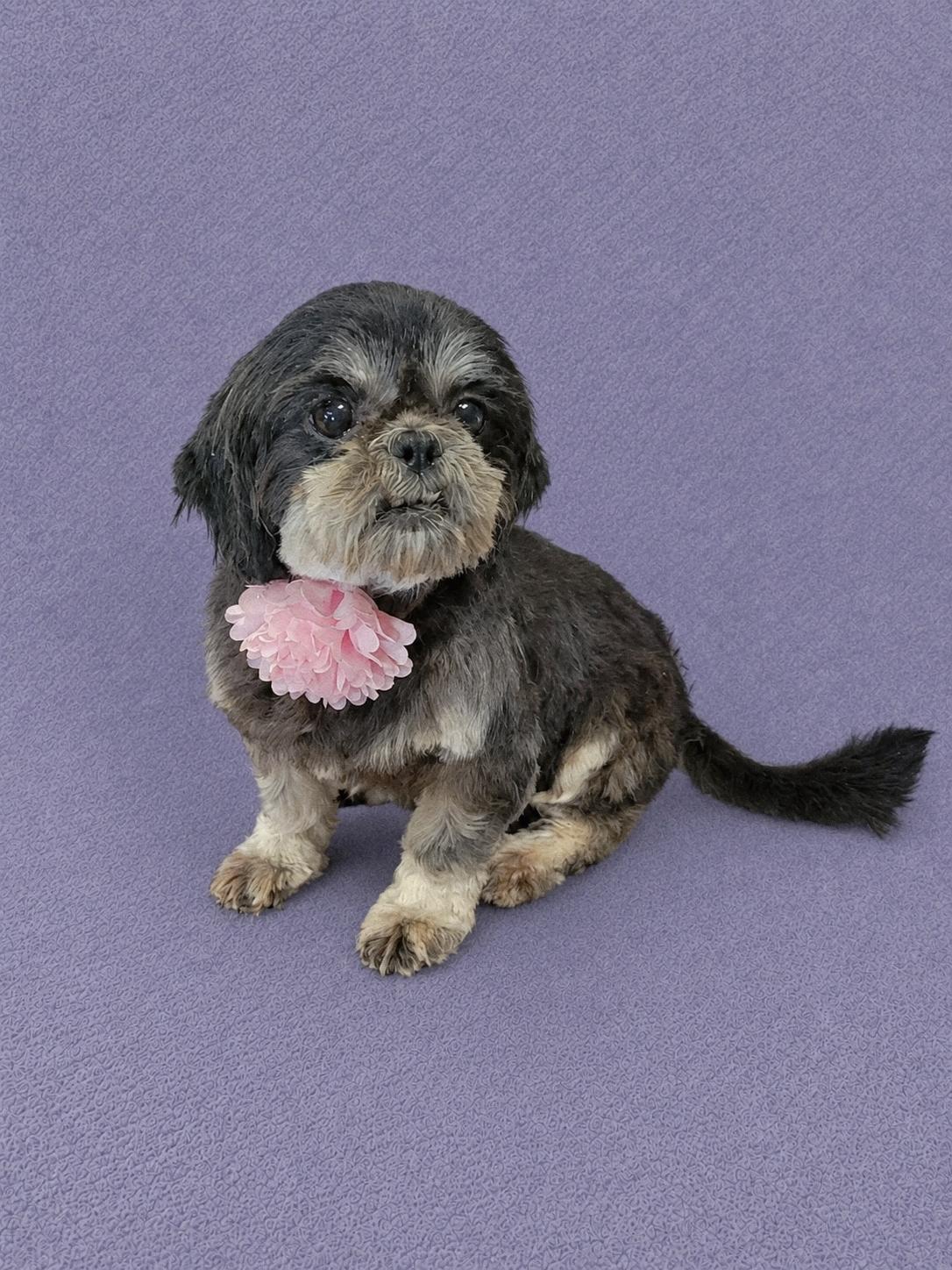 Bubbles, an adopted Shih Tzu in Lodi, CA image 5/6