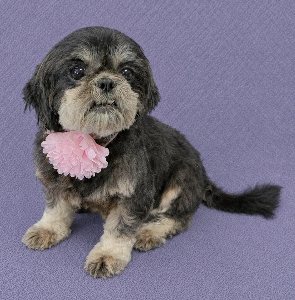 Bubbles, adopted, Adult Female Shih Tzu.
